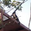 Crows in Goa